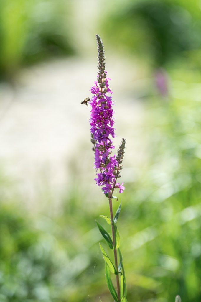 Fleur de salicaire et abeille sur les berges végétalisées à Lyon – Vincent Delesvaux, photographe vidéaste