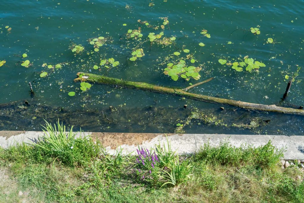 Végétation nenuphar à la surface de la Saône à Lyon – Vincent Delesvaux, photographe vidéaste