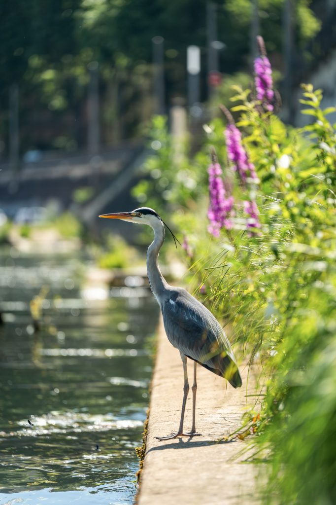 Héron sur le quai végétalisé du projet Gabiodiv' à Lyon – Vincent Delesvaux, photographe vidéaste