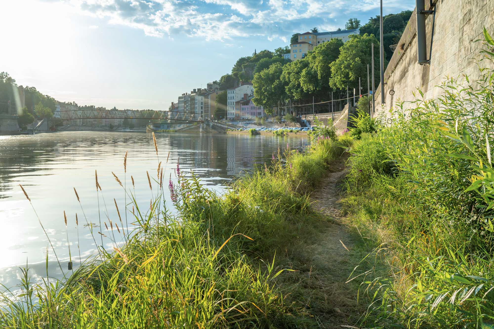 Coteau végétalisé le long du mur de quai Pierre scize à Lyon – Vincent Delesvaux