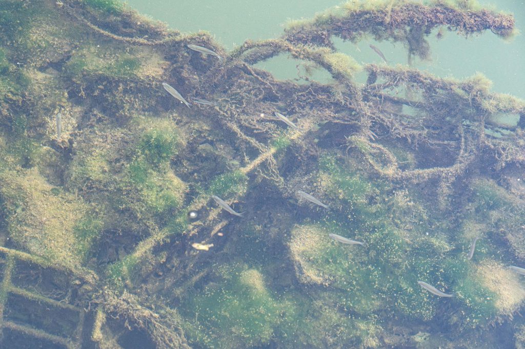Vue aquatique de la végétation et des poissons saône Gabion