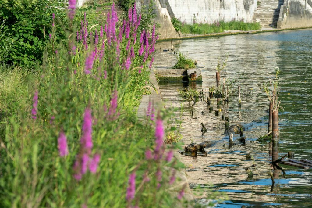 Fleurs violettes en bordure de berge végétalisée à Lyon – Vincent Delesvaux, photographe vidéaste